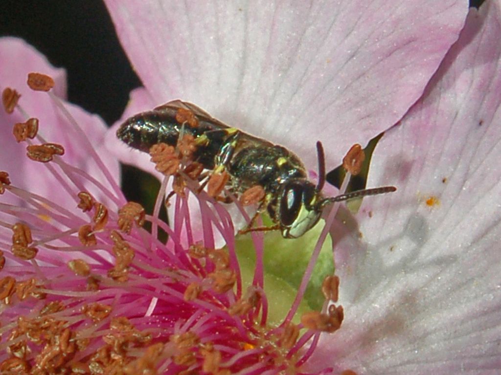 Hylaeus sp. M. (Apidae Colletinae)